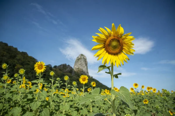 Sunflower Field City Lopburi Province Lopburi Thailand Thailand Lopburi November — Zdjęcie stockowe