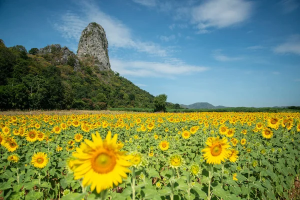 2022年11月 タイのロッブリ県ロッブリ市付近のひまわり畑 — ストック写真