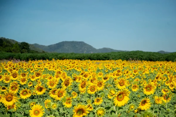 Sunflower Field City Lopburi Province Lopburi Thailand Thailand Lopburi November — Foto Stock