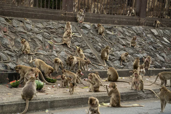 Wild Macaque Monkeys City Lopburi Province Lopburi Thailand Thailand Lopburi — Stok fotoğraf
