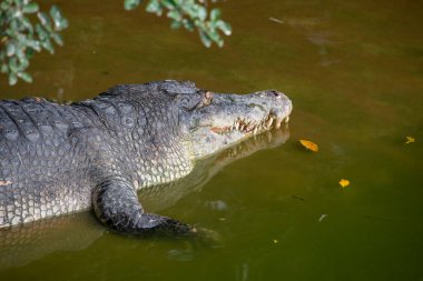 Crocodile at the Pattaya Crocodile Farm near the city of Pattaya in the Province of Chonburi in Thailand,  Thailand, Pattaya, November, 2022