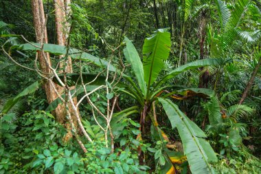 a Rainforest near the Town of Bang saphan in the Province of Prachuap Khiri Khan in Thailand,  Thailand, Bang Saphan, December, 2022