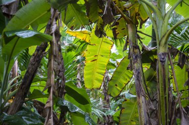 a Banana Tree Plantation at tambon Ron Thong Village near the Town of Bang Saphan in the Province of Prachuap Khiri Khan in Thailand,  Thailand, Bang Saphan, December, 2022