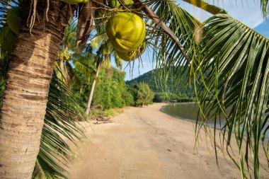 Palmtree at the Bo Thong Lang Bay and Beach at the Town of Bang Saphan in the Province of Prachuap Khiri Khan in Thailand,  Thailand, Bang Saphan, December, 2022 clipart