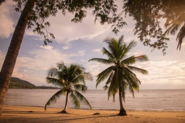 Palmtree at the Bo Thong Lang Bay and Beach at the Town of Bang Saphan in the Province of Prachuap Khiri Khan in Thailand,  Thailand, Bang Saphan, December, 2022