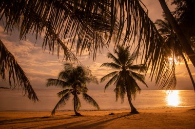 Palmtree at the Bo Thong Lang Bay and Beach at the Town of Bang Saphan in the Province of Prachuap Khiri Khan in Thailand,  Thailand, Bang Saphan, December, 2022