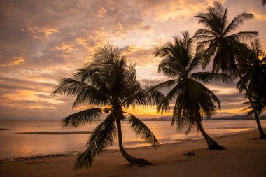 Palmtree at the Bo Thong Lang Bay and Beach at the Town of Bang Saphan in the Province of Prachuap Khiri Khan in Thailand,  Thailand, Bang Saphan, December, 2022