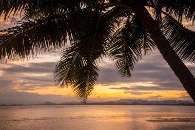 Palmtree at the Bo Thong Lang Bay and Beach at the Town of Bang Saphan in the Province of Prachuap Khiri Khan in Thailand,  Thailand, Bang Saphan, December, 2022