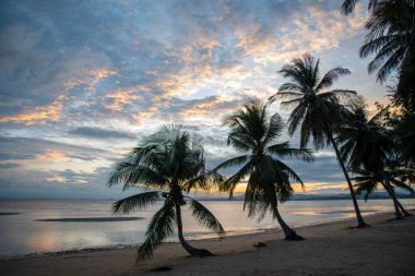 Palmtree at the Bo Thong Lang Bay and Beach at the Town of Bang Saphan in the Province of Prachuap Khiri Khan in Thailand,  Thailand, Bang Saphan, December, 2022