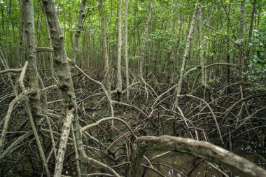the Mangroves Plants at the Pranburi Natural park near Pranburi and the City of Hua Hin in the Province of Prachuap Khiri Khan in Thailand,  Thailand, Hua Hin, December, 2022