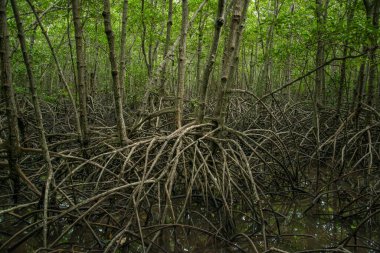 the Mangroves Plants at the Pranburi Natural park near Pranburi and the City of Hua Hin in the Province of Prachuap Khiri Khan in Thailand,  Thailand, Hua Hin, December, 2022