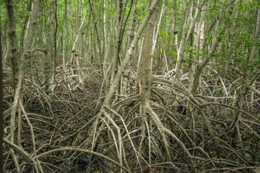 the Mangroves Plants at the Pranburi Natural park near Pranburi and the City of Hua Hin in the Province of Prachuap Khiri Khan in Thailand,  Thailand, Hua Hin, December, 2022