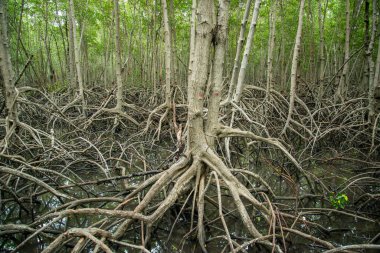 the Mangroves Plants at the Pranburi Natural park near Pranburi and the City of Hua Hin in the Province of Prachuap Khiri Khan in Thailand,  Thailand, Hua Hin, December, 2022