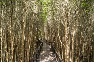 the Mangroves Plants at the Pranburi Natural park near Pranburi and the City of Hua Hin in the Province of Prachuap Khiri Khan in Thailand,  Thailand, Hua Hin, December, 2022