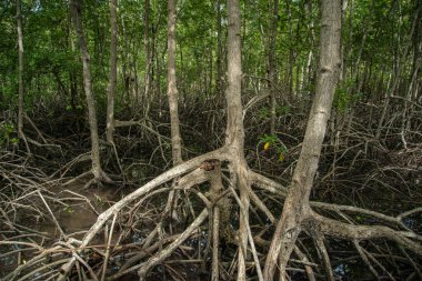 the Mangroves Plants at the Pranburi Natural park near Pranburi and the City of Hua Hin in the Province of Prachuap Khiri Khan in Thailand,  Thailand, Hua Hin, December, 2022