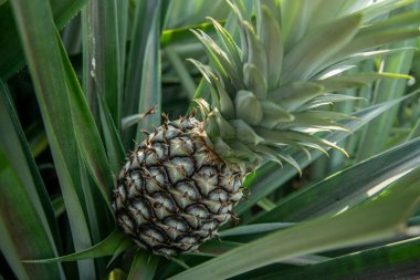 a Pineapple Plantation at Khao Takiap near the City of Hua Hin in the Province of Prachuap Khiri Khan in Thailand,  Thailand, Hua Hin, November, 2022