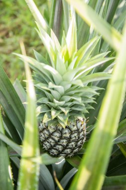 a Pineapple Plantation at Khao Takiap near the City of Hua Hin in the Province of Prachuap Khiri Khan in Thailand,  Thailand, Hua Hin, November, 2022