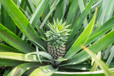 a Pineapple Plantation at Khao Takiap near the City of Hua Hin in the Province of Prachuap Khiri Khan in Thailand,  Thailand, Hua Hin, November, 2022