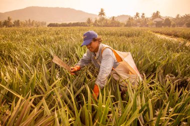 a Pineapple Plantation at Khao Takiap near the City of Hua Hin in the Province of Prachuap Khiri Khan in Thailand,  Thailand, Hua Hin, November, 2022