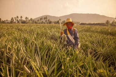 a Pineapple Plantation at Khao Takiap near the City of Hua Hin in the Province of Prachuap Khiri Khan in Thailand,  Thailand, Hua Hin, November, 2022
