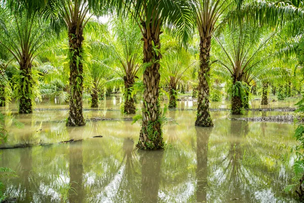 a Palm Oil Plantation near the Town of Bang Saphan in the Province of Prachuap Khiri Khan in Thailand,  Thailand, Bang Saphan, December, 2022