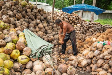 Tayland, Tayland 'da Prachuap Khiri Khan eyaletinin Phrachuap Khiri Khan kenti yakınlarındaki bir köyde hindistan cevizi çiftliği, Aralık 2022