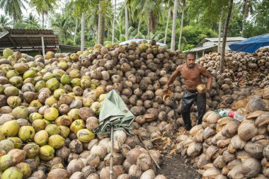 Tayland, Tayland 'da Prachuap Khiri Khan eyaletinin Phrachuap Khiri Khan kenti yakınlarındaki bir köyde hindistan cevizi çiftliği, Aralık 2022