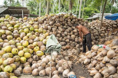 Tayland, Tayland 'da Prachuap Khiri Khan eyaletinin Phrachuap Khiri Khan kenti yakınlarındaki bir köyde hindistan cevizi çiftliği, Aralık 2022