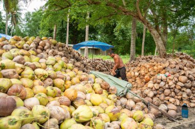 Tayland, Tayland 'da Prachuap Khiri Khan eyaletinin Phrachuap Khiri Khan kenti yakınlarındaki bir köyde hindistan cevizi çiftliği, Aralık 2022