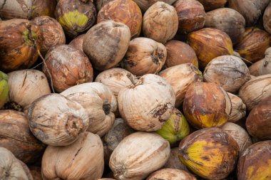 Tayland, Tayland 'da Prachuap Khiri Khan eyaletinin Phrachuap Khiri Khan kenti yakınlarındaki bir köyde hindistan cevizi çiftliği, Aralık 2022