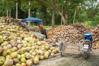 Tayland, Tayland 'da Prachuap Khiri Khan eyaletinin Phrachuap Khiri Khan kenti yakınlarındaki bir köyde hindistan cevizi çiftliği, Aralık 2022