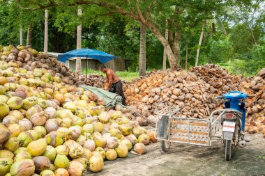 Tayland, Tayland 'da Prachuap Khiri Khan eyaletinin Phrachuap Khiri Khan kenti yakınlarındaki bir köyde hindistan cevizi çiftliği, Aralık 2022