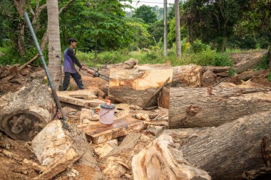 Tayland sınırındaki tropikal marangoz ve Tayland 'daki Prachuap Khiri Khan, Tayland' daki Prachuap Khiri Khan kenti yakınlarındaki Dan Singkhon 'daki Myanmar Sınır Marketi, Aralık 2022
