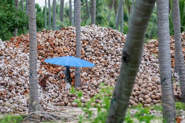 Eine Kokosnussplantage Einem Dorf Der Nähe Der Stadt Phrachuap Khiri — Stockfoto