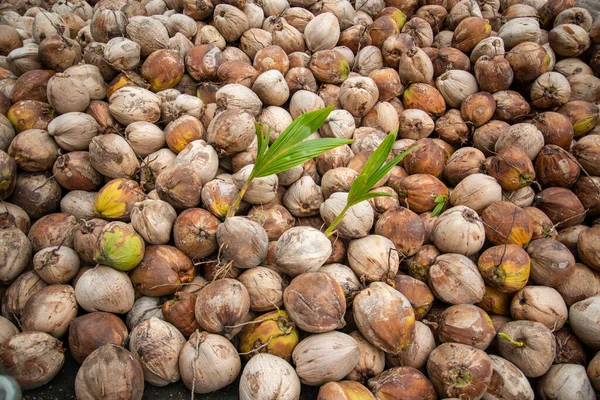 Kokosplantage Nära Staden Phrachuap Khiri Khan Provinsen Prachuap Khiri Khan — Stockfoto