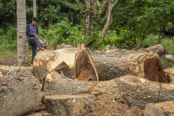 Tayland sınırındaki tropikal marangoz ve Tayland 'daki Prachuap Khiri Khan, Tayland' daki Prachuap Khiri Khan kenti yakınlarındaki Dan Singkhon 'daki Myanmar Sınır Marketi, Aralık 2022