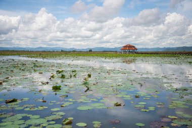 Nilüfer Bataklığı 'nın Peyzajı Sam Roi Yot Kui Buri Köyü yakınında Tayland' da Prachuap Khiri Han 'daki Sam Roi Yot Şapkası' nda, Kasım 2022