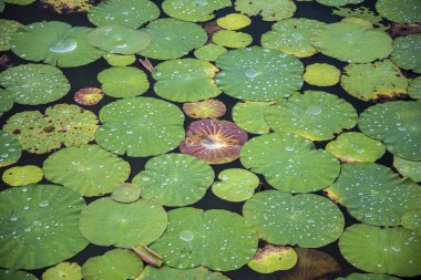 Lotus, Tayland 'ın Prachuap Khiri Khan bölgesindeki Sam Roi Yot kasabası yakınlarındaki Kui Buri köyünde Nilüfer Bataklığı' nda ayrılıyor.