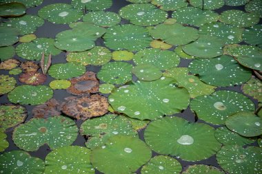 Lotus, Tayland 'ın Prachuap Khiri Khan bölgesindeki Sam Roi Yot kasabası yakınlarındaki Kui Buri köyünde Nilüfer Bataklığı' nda ayrılıyor.