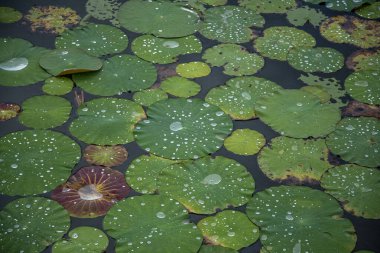 Lotus, Tayland 'ın Prachuap Khiri Khan bölgesindeki Sam Roi Yot kasabası yakınlarındaki Kui Buri köyünde Nilüfer Bataklığı' nda ayrılıyor.