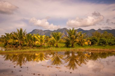 Tayland 'da Prachuap Khiri Khan ilindeki Kui Buri Köyü yakınlarındaki peyzaj ve tarlalar Kasım 2022