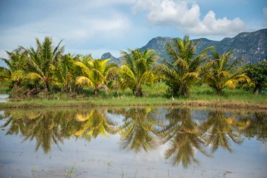 Tayland 'da Prachuap Khiri Khan ilindeki Kui Buri Köyü yakınlarındaki peyzaj ve tarlalar Kasım 2022