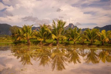 Tayland 'da Prachuap Khiri Khan ilindeki Kui Buri Köyü yakınlarındaki peyzaj ve tarlalar Kasım 2022