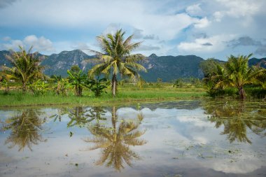 Tayland 'da Prachuap Khiri Khan ilindeki Kui Buri Köyü yakınlarındaki peyzaj ve tarlalar Kasım 2022