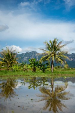 Tayland 'da Prachuap Khiri Khan ilindeki Kui Buri Köyü yakınlarındaki peyzaj ve tarlalar Kasım 2022