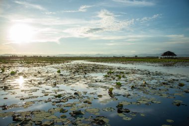 Nilüfer Bataklığı 'nın Peyzajı Sam Roi Yot Kui Buri Köyü yakınında Tayland' da Prachuap Khiri Han 'daki Sam Roi Yot Şapkası' nda, Kasım 2022