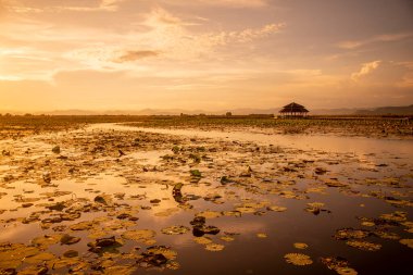 Nilüfer Bataklığı 'nın Peyzajı Sam Roi Yot Kui Buri Köyü yakınında Tayland' da Prachuap Khiri Han 'daki Sam Roi Yot Şapkası' nda, Kasım 2022