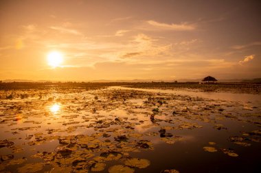 Nilüfer Bataklığı 'nın Peyzajı Sam Roi Yot Kui Buri Köyü yakınında Tayland' da Prachuap Khiri Han 'daki Sam Roi Yot Şapkası' nda, Kasım 2022