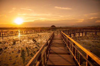 Nilüfer Bataklığı 'nın Peyzajı Sam Roi Yot Kui Buri Köyü yakınında Tayland' da Prachuap Khiri Han 'daki Sam Roi Yot Şapkası' nda, Kasım 2022