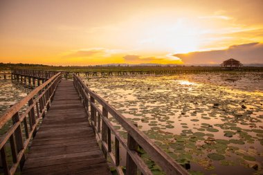 Nilüfer Bataklığı 'nın Peyzajı Sam Roi Yot Kui Buri Köyü yakınında Tayland' da Prachuap Khiri Han 'daki Sam Roi Yot Şapkası' nda, Kasım 2022